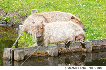 Capibaras (Hydrochoerus hydrochaeris) resting Capibaras (Hydrochoerus hydrochaeris) resting 90971083