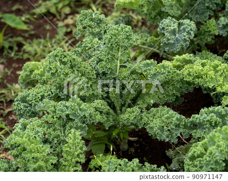Kale field 90971147