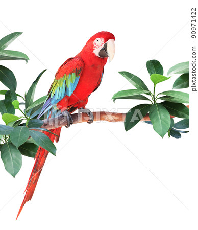 Ara parrot sits on a branch among tropical leaves Ara parrot sits on a branch among tropical leaves 90971422