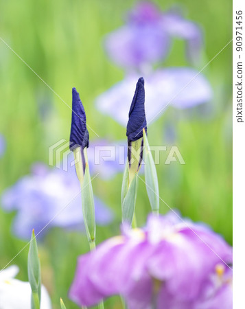 Hana shawab 90971456