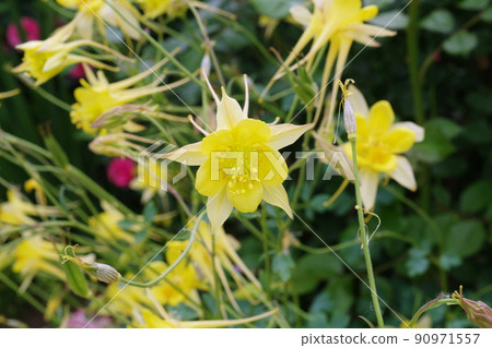 Yellow flowers Yellow flowers 90971557