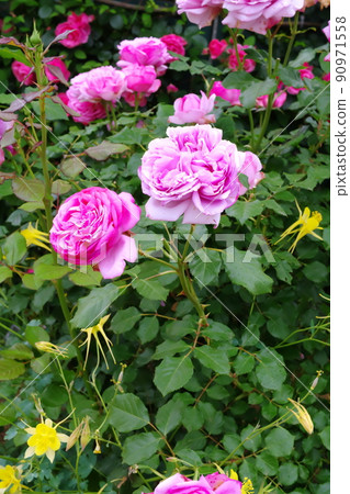 Pink, green and yellow flower beds Pink, green and yellow flower beds 90971558