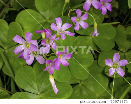 Murasaki Kabaki花 90971571