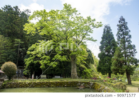 福成寺鮮綠美麗的七葉樹巨樹 90971577