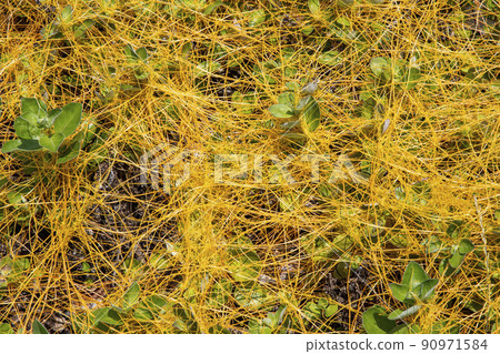 菟絲子與植物纏繞並覆蓋地面 菟絲子與植物纏繞並覆蓋地面 90971584