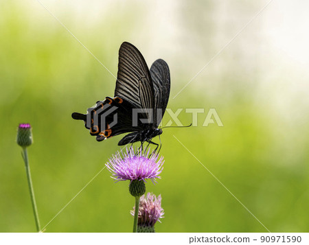 Spangle sucking honey with Cirsium japonicum flowers Spangle sucking honey with Cirsium japonicum flowers 90971590