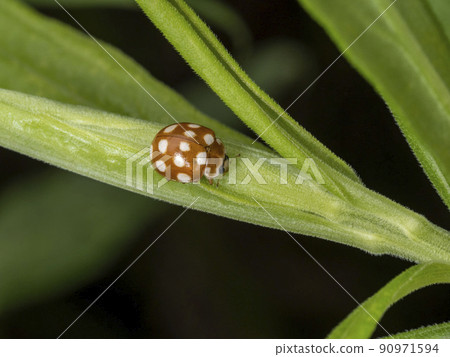 Calvia quatuor perching on a plant Calvia quatuor perching on a plant 90971594