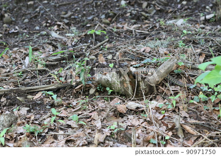 Yamakagashi, a venomous snake that is endemic to Japan and prefers to live in low-altitude mountains, watersides, paddy fields, and wetlands all over Japan. 90971750
