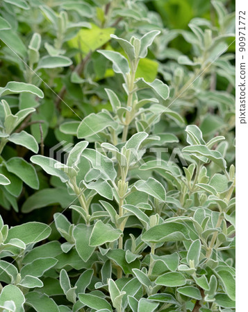 Jerusalem sage Jerusalem sage 90971772