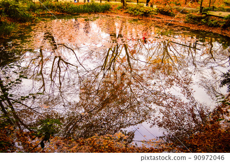 Autumn leaves reflected in the water Autumn leaves reflected in the water 90972046