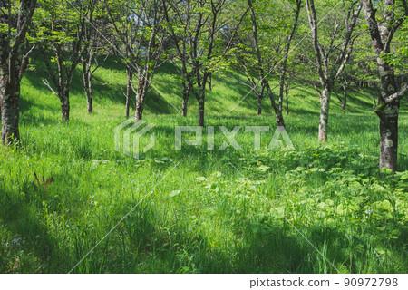 初夏的里山[長野縣] 90972798