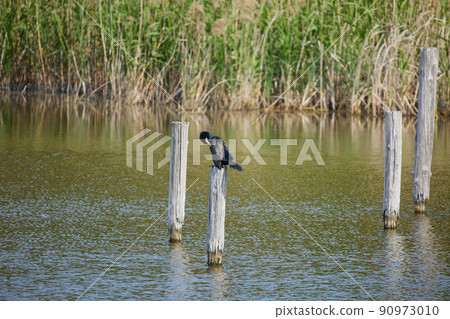 Cormorant Cormorant 90973010