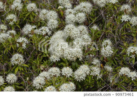 伊豆杜鵑花 90973461