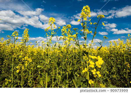 Blooming canola field and blu sky with white clouds 90973999