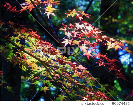 Autumn leaves and sunlight Autumn leaves and sunlight 90974425