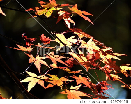 Autumn leaves and sunlight 90974426