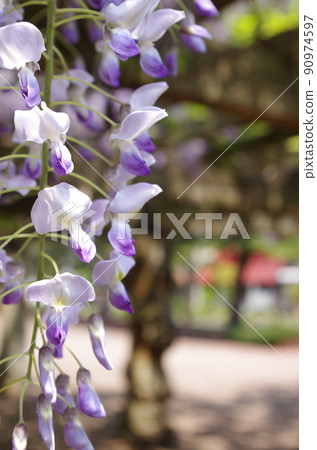  紫藤花 90974597