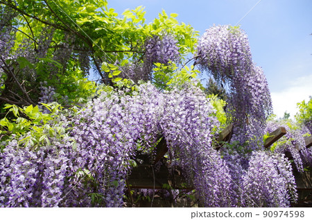  紫藤花 90974598