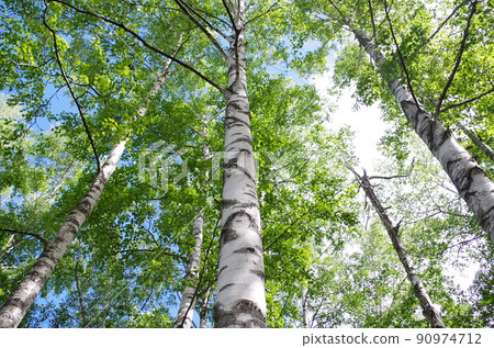 Birch Tree Birch Tree 90974712