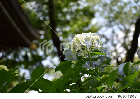 Light purple hydrangea blooming against the background of the bell tower 90974808