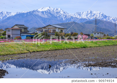 大町市野古川河床公園的苔蘚福祿考,俯瞰立山山脈,後面有殘雪 大町市野古川河床公園的苔蘚福祿考,俯瞰立山山脈,後面有殘雪 90974914
