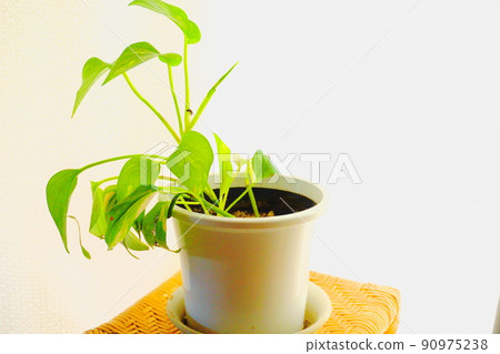 Potos, a foliage plant placed against a white background Potos, a foliage plant placed against a white background 90975238
