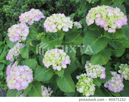 Colorful hydrangea that bloomed at the end of May 90975282