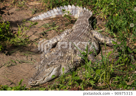 The Siamese Freshwater Crocodile 90975315