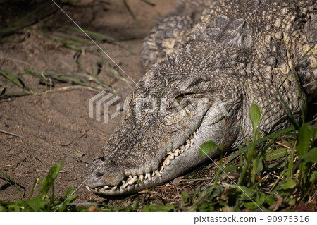 The Siamese Freshwater Crocodile Head The Siamese Freshwater Crocodile Head 90975316