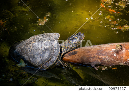Mississippi Map Turtle Warm Up In The Sun 90975317