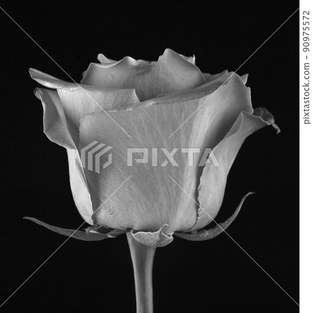 image of flower dark background 90975572