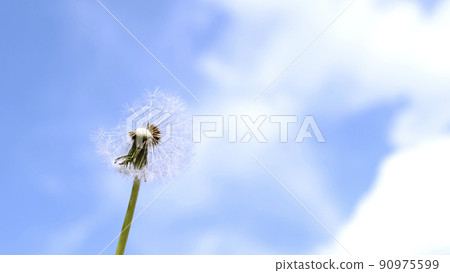 Blown dandelion Blown dandelion 90975599