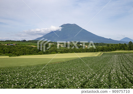 Potato field and Yotei mountain Potato field and Yotei mountain 90975710