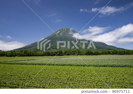 馬鈴薯田和羊蹄山 90975711