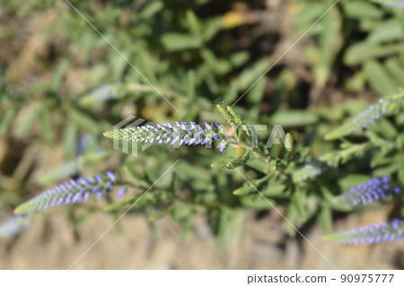 Dwarf Spiked speedwell Blue Carpet 90975777