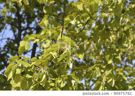 Caucasian lime 90975782