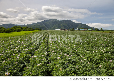 馬鈴薯田 90975860