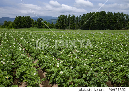 馬鈴薯田 90975862