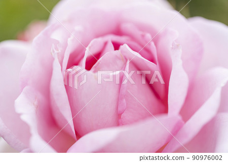 Soft blooming roses Soft blooming roses 90976002