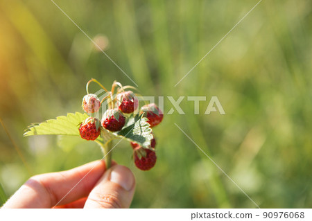 Fresh ripe red berries of wild forest strawberries on the branch behind the grass. Gifts of nature, summer vitamins, berry picking, harvest. 90976068