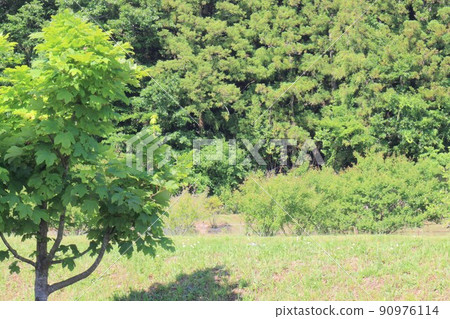 Fresh green sugar maple Fresh green sugar maple 90976114