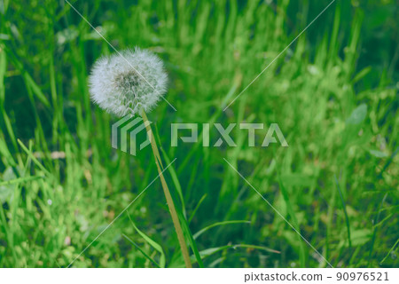 蒲公英絨毛【初夏里山】 90976521