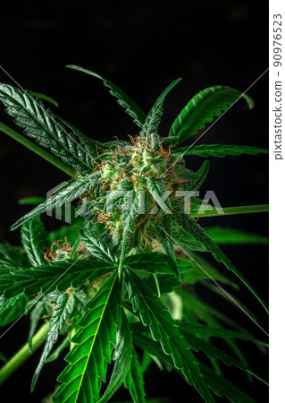 Cannabis with white and yellow flowers, on a black background Cannabis with white and yellow flowers, on a black background 90976523