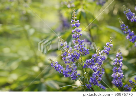 Light purple Chaste tree that blooms coolly in the summer garden 90976770