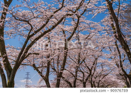 Shizuoka) Fuji Cemetery Sakura in full bloom - Stock Photo