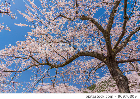 (Shizuoka) Fuji Cemetery Sakura in full bloom 90976809