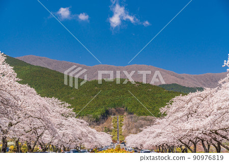 (Shizuoka) Fuji Cemetery Sakura in full bloom (Shizuoka) Fuji Cemetery Sakura in full bloom 90976819