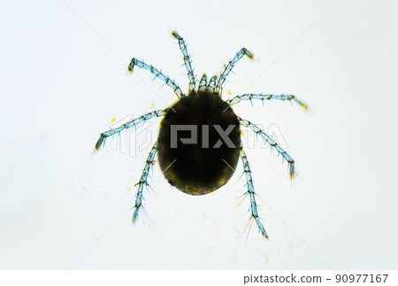 Water mite Hydrachnidia under the light microscope Water mite Hydrachnidia under the light microscope 90977167
