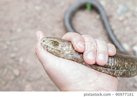 European legless lizard, Pseudopus apodus apodus, Sheltopusik. It's a non venomous reptile looks like a snake. Caught in Armenia 90977181