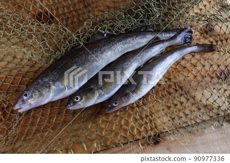Saffron cod on net Saffron cod on net 90977336